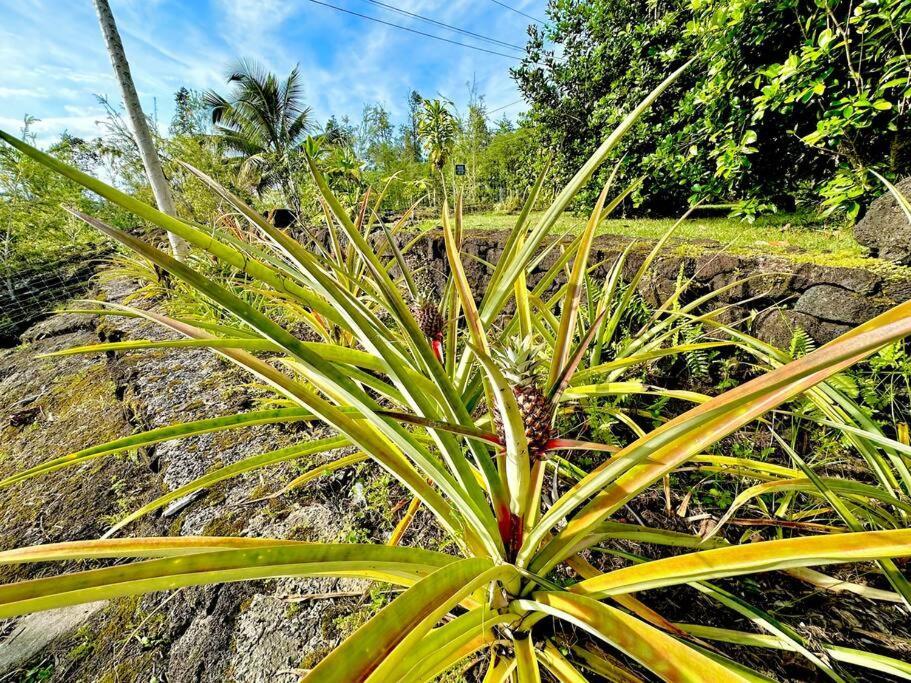 Puna Zen Botanical Garden Retreat Keaau Dış mekan fotoğraf
