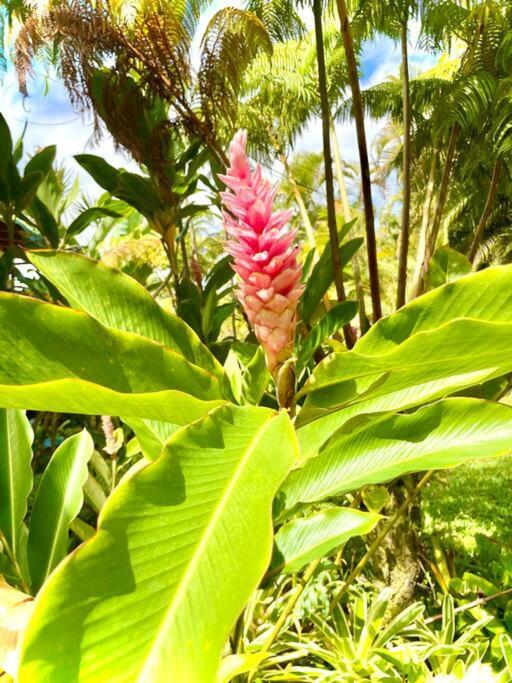 Puna Zen Botanical Garden Retreat Keaau Dış mekan fotoğraf
